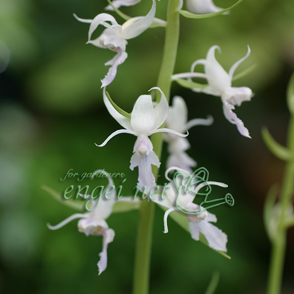 山野草の苗/[26年4月上旬予約]ナツエビネ3.5号ポット