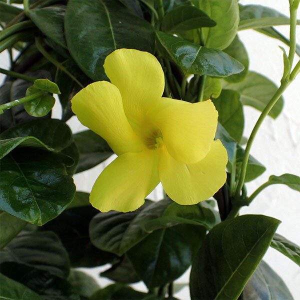 草花の苗/[26年4月下旬予約]マンデビラ：サマーブーケ3号ポット