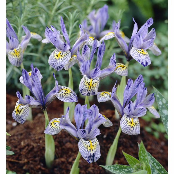 球根/[25年9月中下旬予約]アイリス（ミニ）：キャサリンホドキン5球入りのサムネイル