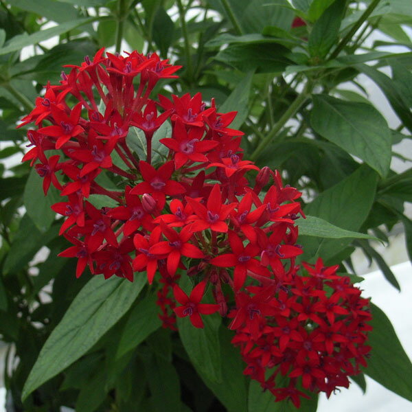 草花の苗/[26年4月下旬予約]ペンタス（高性）：パニッ