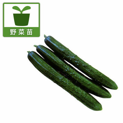 野菜の苗/[24年4月下旬予約]キュウリ：うどんこつよし(R)DX（デラックス）接木苗3.5号ポットのサムネイル