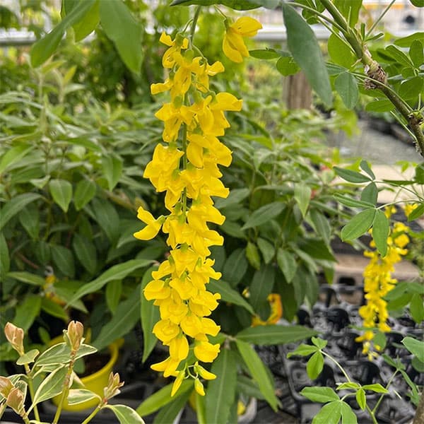 5月〜6月開花 藤のように垂れ下がる黄色の花花木 庭木の苗/[26年10月中下旬予約]キングサリ：ボッシー5号ポット5〜6月のヨーロッパの庭園を華やかに彩るキングサリは、枝から垂れ下がる金色の花をフジのように連ねて咲かせる花木です。和洋いずれの庭園、建物にもよく合います。自立させることもできますが、トレリスやパーゴラで好みの形に誘引して楽しむ方法もあります。庭植えのほか、鉢植えでも栽培できます。ボッシーは英国のナーセリーで育成された園芸品種。若木のうちから花房の長い美しい花をよく咲かせます。タイプ：マメ科の耐寒性落葉高木栽培適地：北海道南部以南樹高：5〜7m開花期：5〜6月植付け適地：2月半ば〜3月、11月栽培方法：土質は特に選びませんが水捌けの良い肥沃地に適します。夏涼しく、冬温暖な気候を好みます。日当たりを好み、乾燥を嫌うので、堆肥や腐葉土を植え穴に入れ、湿気を保つようにして植えます。剪定は2月ごろ行います。強い剪定を嫌うので、伸びすぎた枝や枯れ枝を切り取る程度にします。初夏と初秋に根元に緩効性肥料を施してください。お届けする苗は5号（直径15cm）ポット入り、樹高30〜40cm前後です。樹高は多少変動します。またお届け時期により開花後となる場合があります。写真は成長時（開花時）のイメージです。※秋に落葉する品種ですが、昨今の猛暑の影響で初夏以降は葉焼けや斑点などがある状態〜落葉した状態となる場合があります。翌春以降にきれいな葉が出てきますがお届け時に葉が無い場合があります。■10月中旬〜10月下旬頃のお届けの予約販売です。・出荷開始予定：2026年10月中旬〜・注文締切日：2026年10月12日（月）午前7時まで・「10月中下旬予約」カテゴリ以外の商品とはご一緒にご注文いただけません。（商品名の頭に「[26年10月中下旬予約]」が付いている商品となります）・ご注文同士をおまとめすることはできません。送料はそれぞれにかかります。・お届け日のご案内は2026年10月13日（火）以降にメールにてお知らせします。お届け日指定はお受けできませんが、曜日や時間帯のご指定は承ります。（受信できるアドレスにてご注文お願いします。）・品種・作柄によりお届け時期が変更になったり、お届けできなくなる場合がございます。