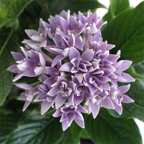 草花の苗/[26年4月下旬予約]ペンタス（八重咲き）：ラ