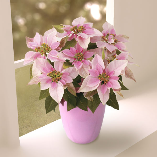 [23年11月中下旬予約]プリンセチア：ピンクホワイト 4号ピンクラスターポットのサムネイル