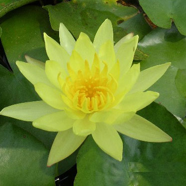 草花の苗/[26年4月下旬予約]スイレン（温帯睡蓮）：黄色 4号ポット