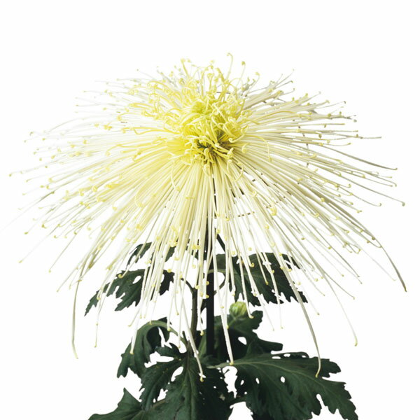 草花の苗/[26年4月上旬予約]大...