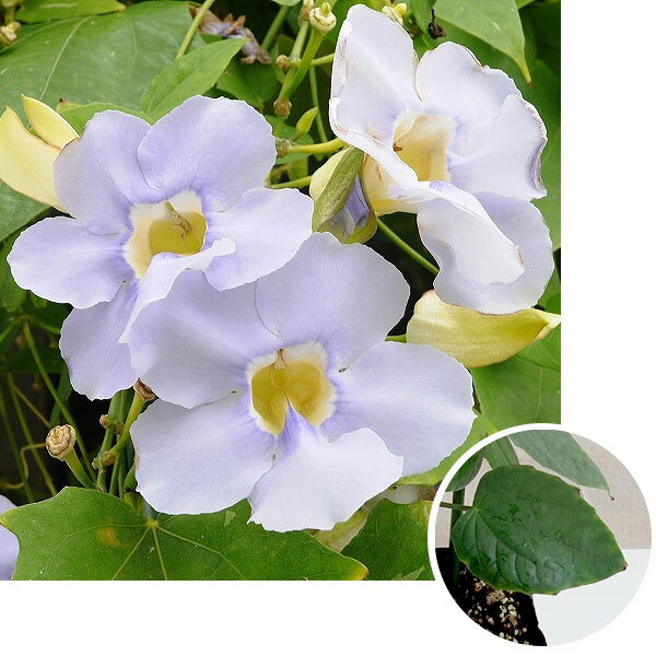 草花の苗/[26年4月下旬予約]ベンガルヤハズカズラ3.5号ポット