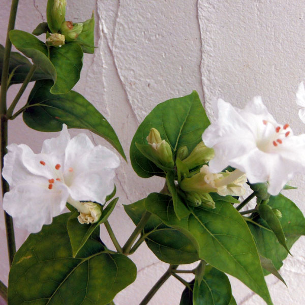 草花の苗/2段咲きオシロイバナ：微笑みがえしホワイト3.5号ポット