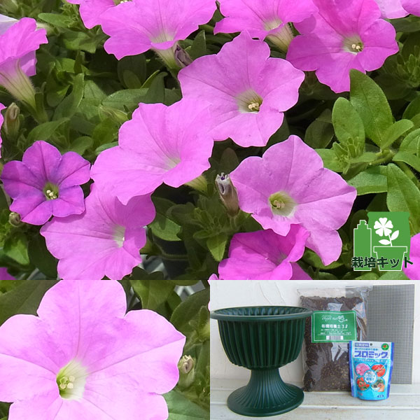 草花の苗/[26年3月中下旬予約]ランドスケープペチュニア：桃色吐息と鉢と土と苗のセット