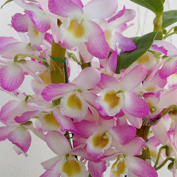 [26年4月下旬予約]デンドロビウム：スプリングカラーほほえみ4号鉢植え