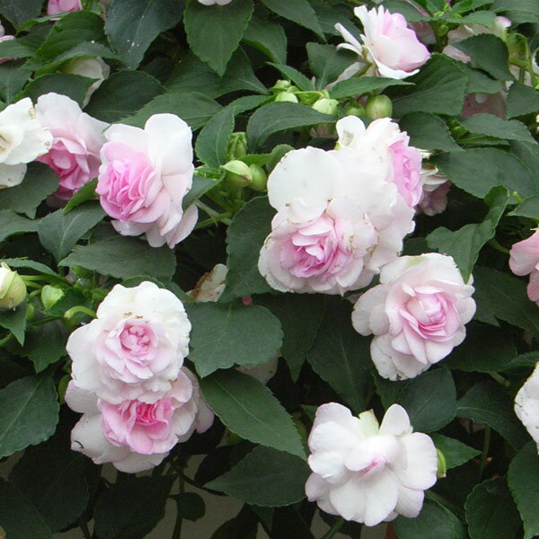 草花の苗/[24年5月中下旬予約]フィエスタ：アップルブロッサム3.5号ポットのサムネイル