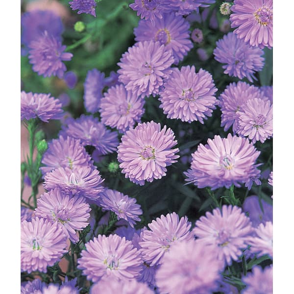 草花の苗/[25年8月下旬予約]八重咲クジャクアスター ライトブルー4号ポットのサムネイル
