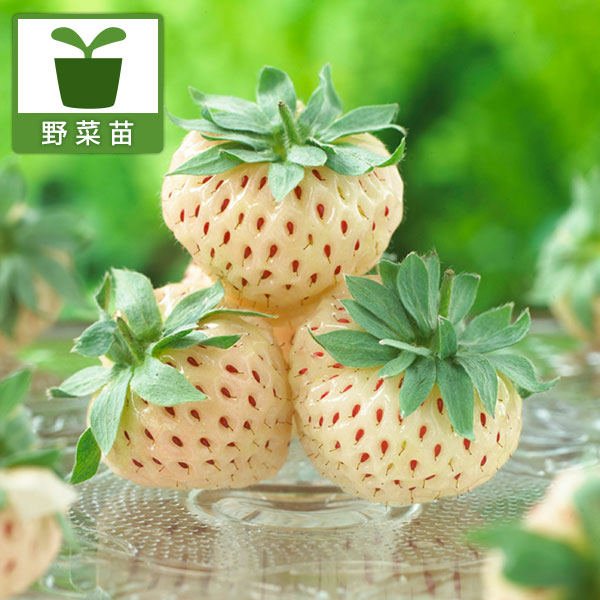 パイナップルの風味の白実いちご野菜の苗/[26年10月中下旬予約]イチゴ：パインベリー3号ポットパインベリーはパイナップルの風味のかわいい白実イチゴ！この品種は花粉が少ないので、開花後5日以内にほかのいちご（とちおとめ、宝交早生、あきひめなど一般的ないちご）の花の花粉をまんべんなく筆で付けるか、花と花を直接くるくると付けてあげると実がつきやすくなります。★葉に虫食い跡がある場合があります。農薬を使用していないため、ご了承ください★タイプバラ科イチゴ属の耐寒性多年草植え付け適期10月〜3月結実期春草丈25〜30cm日照日向向き用途鉢植え、花壇栽培方法：日当たり、水はけのよい場所を好みます。コンテナ栽培の場合は、一般的な65cm幅のプランターなら3株、鉢なら6号（直径18cm）鉢以上に1株を目安に植えてください。畑なら株の間は30cm以上あけましょう。　元肥は鶏糞や堆肥を施します。元肥をやや多く施して収穫初期までに株を大きく育てます。植え付けは中心の芽が土に埋まらない高さに植えます。浅植え、深植えは禁物です。新しい葉4〜5枚を残して株元の枯れ葉などはすべて摘み取ります。冬は防寒の必要はありませんが、北風が当たったり表土が凍るような寒い場所では防寒します。低温期は水管理に特に注意して、やや控えめに水遣りします。1〜2月に根元から小さな芽が出てきたら追肥をします。緩効性固形肥料を根元にまたひとつかみ分まいてください。また、根元に敷き藁や黒いポリエチレンのシートを敷き、地温を上げるとともに、果実に泥はねなどの汚れがつくのを防ぎます。2月までは月に1回、化成肥料などを追肥してください。収穫期間が長いので、収穫中も肥料切れのないように注意してください。草勢が弱ると乱形果が生じるので、追肥は液肥でやや多めに施します。■10月中旬〜10月下旬頃のお届けの予約販売です。・出荷開始予定：2026年10月中旬〜・注文締切日：2026年10月12日（月）午前7時まで・「10月中下旬予約」カテゴリ以外の商品とはご一緒にご注文いただけません。（商品名の頭に「[26年10月中下旬予約]」が付いている商品となります）・ご注文同士をおまとめすることはできません。送料はそれぞれにかかります。・お届け日のご案内は2026年10月13日（火）以降にメールにてお知らせします。お届け日指定はお受けできませんが、曜日や時間帯のご指定は承ります。（受信できるアドレスにてご注文お願いします。）・品種・作柄によりお届け時期が変更になったり、お届けできなくなる場合がございます。[26年10月中下旬予約]イチゴ：パインベリー3号ポットの栽培ガイド野菜：イチゴ（苺）の栽培方法