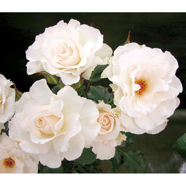 バラの苗/[26年1月中下旬予約]...