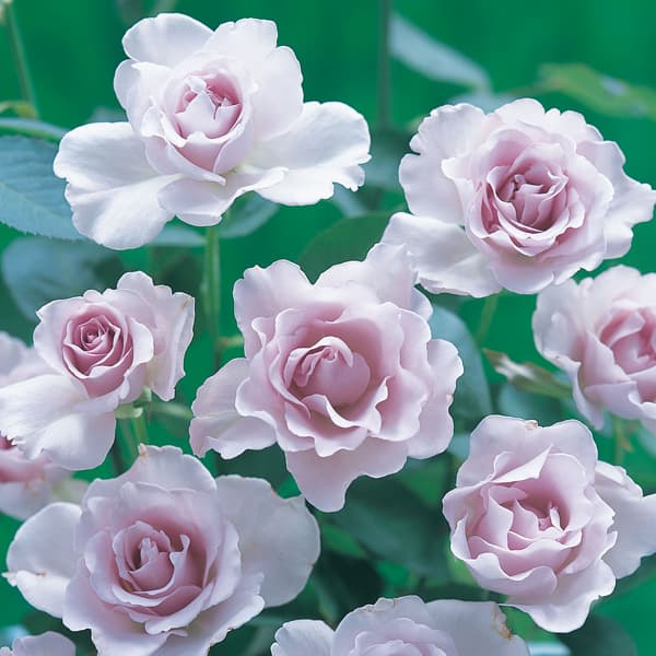 バラの苗/[26年1月中下旬予約]...