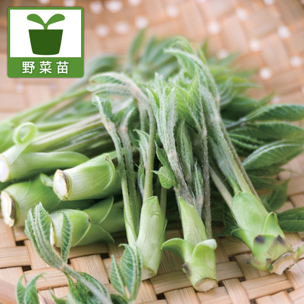 野菜の苗/[26年11月中下旬予約...