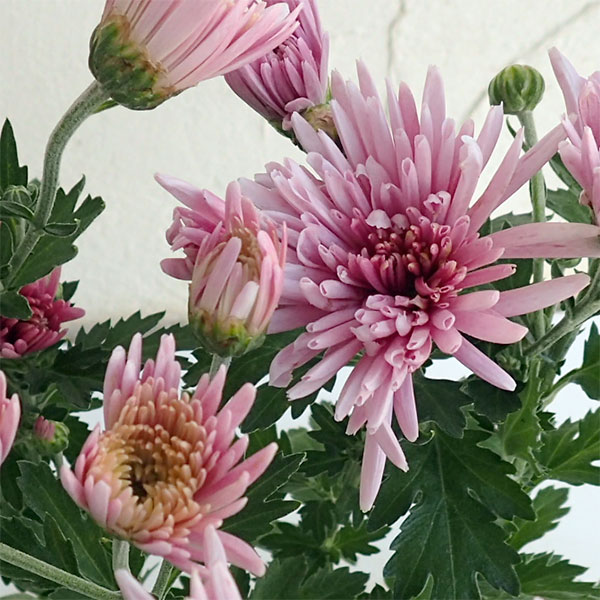 ��ڤ���/[26ǯ4����ͽ��]���ѵơ���̿�ơ�����7.5cm�ݥå�