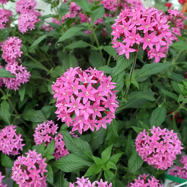 草花の苗/[26年4月下旬予約]ペンタス（高性）：パニッ