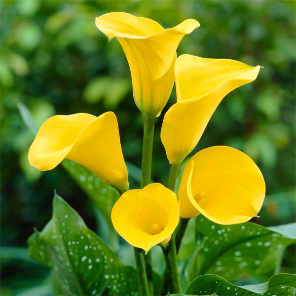 �庬/[26ǯ3���沼��ͽ��]�ϥ��֥�åɥ��顼���ե�����å���������ɡʲ���1������