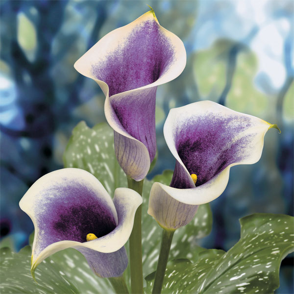 畑地性カラーの商品画像