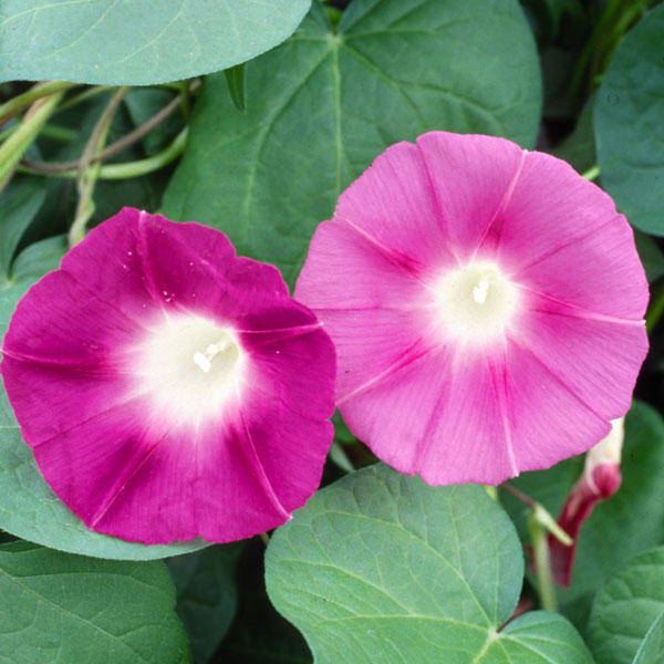 草花の苗/[26年4月下旬予約]アサガオ（イポメア）：西洋朝顔ピンキーショット2.5号ポット