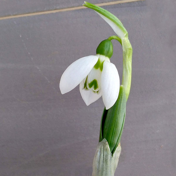 [25年12月上中旬予約]スノードロップ 2球植え 3号ポット