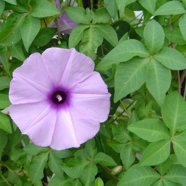 草花の苗/[26年4月下旬予約]アサガオ：もみじ葉朝顔3