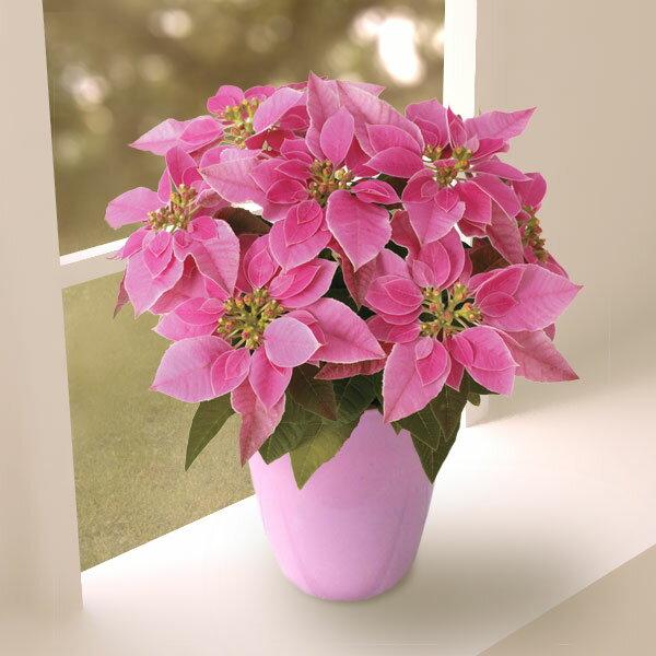 [23年11月中下旬予約]プリンセチア：ホットピンク　4号ピンクラスターポットのサムネイル