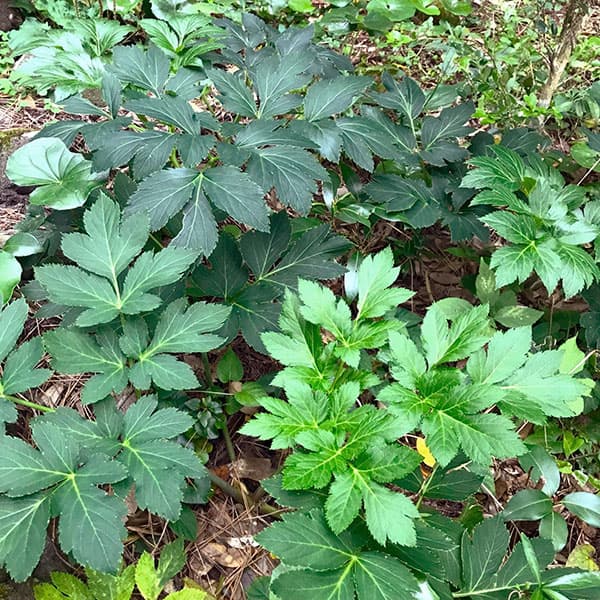 野菜の苗/[26年4月上旬予約]アシタバ（明日葉）3号ポット