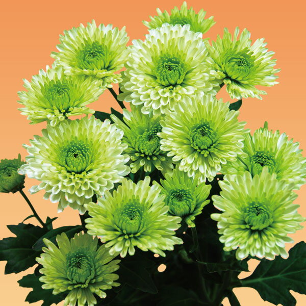 ��֤���/[26ǯ4����ͽ��]�����ʵơˡ��еƥ���ɥ�ե���2.5��ݥå�