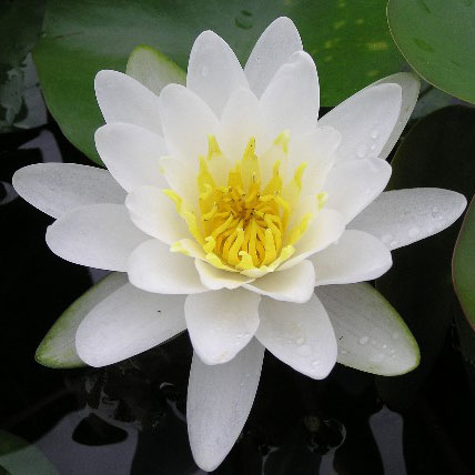 草花の苗/[26年4月下旬予約]スイレン（温帯睡蓮）：白色 4号ポット