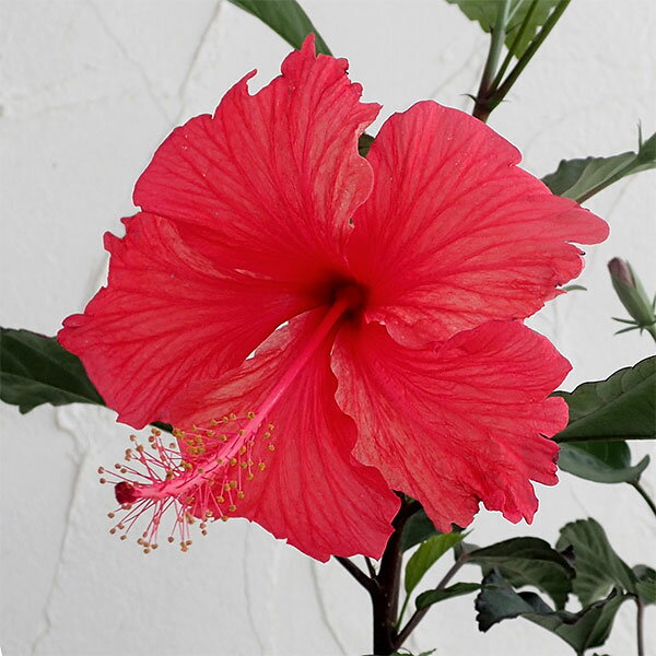 草花の苗/[26年4月下旬予約]ハイビスカス：ブッソウゲ（アカバナー）3号ポット