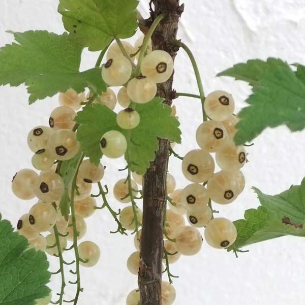 果樹の苗/[25年9月中下旬予約]...