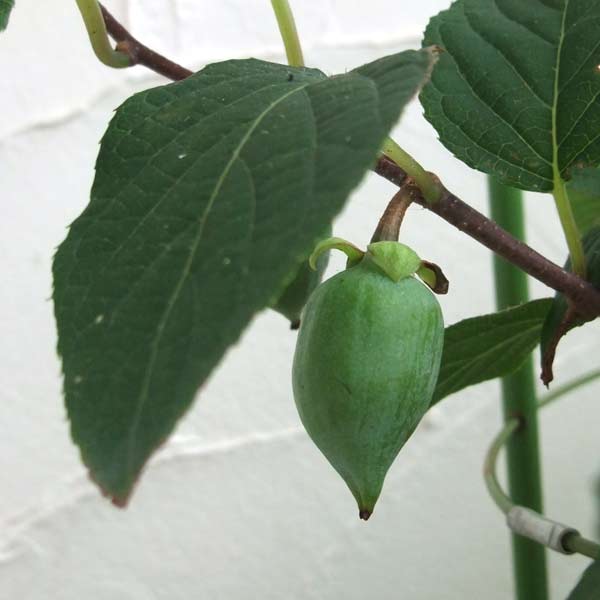 果樹の苗/[26年3月中下旬予約]マタタビ3-3.5号ポット＊