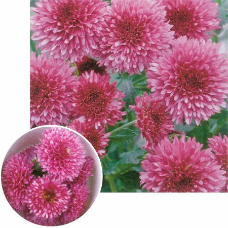 野菜の苗/[26年4月上旬予約]美食菊：星の桜3号ポット