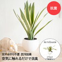 消臭 アーティフィシャルグリーン ドラセナ KH-61264 エクリア KISHIMA | 観葉植物 フェイク 人工観葉植物 抗菌 防臭 消臭 造花 インテリア...