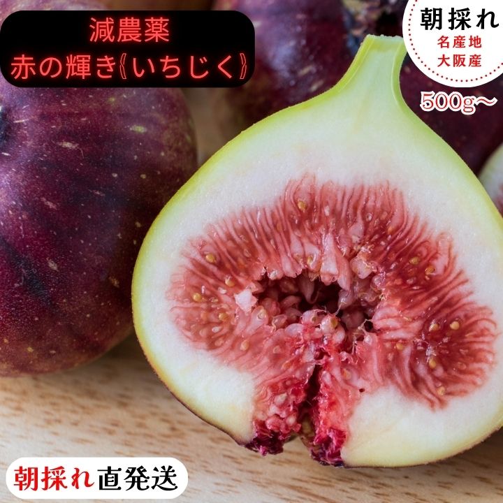 最高級【減農薬】大阪産 いちじく イチジク 無花果 おおさか 1kg 500g 甘い 高糖度 大容量 オープンキャンペーン 人気 おすすめ 梅 梅干し 格安 セール 割引 激安 即発送 産地直送 贈り物 ギフト お中元 高級