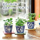 ハーブ栽培セット 染付小紋 草花BONSAI 盆栽風 藍色 陶磁器 和文様 動物モチーフ ワイルドストロベリー ミント クリサンセマム 和風 伝統的 縁起 開運...