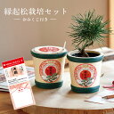 栽培キット 縁起松栽培セットおみくじ付き 種子栽培セット 開運 松 盆栽 家庭菜園 家庭栽培 屋内 栽培 観葉植物 園芸 収穫 自由研究 子供も楽しめる ガーデニング 菜園キット ベランダ菜園 初心者 おすすめ お家で楽しめる