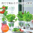 フレッシュフィール 野菜 栽培 セット 葉野菜 ミニトマト ラディッシュ ホウレンソウ レタス ベビーリーフ 新鮮 植物 栽培 ガーデニング 育てる 手軽 ヘル...