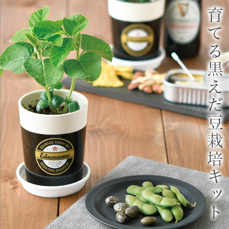 【父の日ギフトに】 育てる黒えだ豆栽培キット 栽培セット えだ豆 枝豆 おつまみ ビール 盆栽 栽培 観葉植物 鑑賞用植物 簡単 栽培 自由研究 インテリア 癒し ヒーリング リラックス ガーデニ…