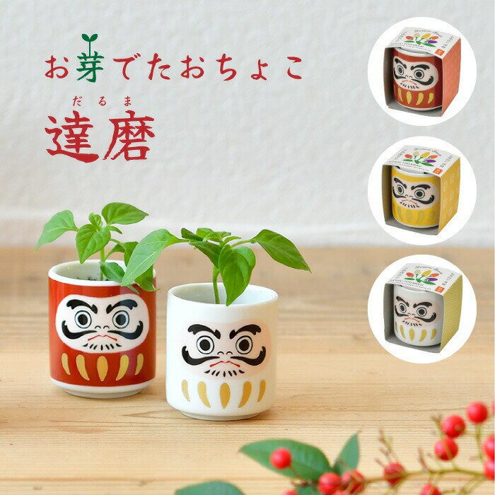 お芽でたおちょこ 達磨 3色 赤 白 黄 縁起物 だるま ダルマ 栽培 育てる ガーデニング キット 癒し リラックス 開運 金運 学業成就 合格祈願 魔除け 厄除け 五色唐辛子 トウガラシ 多年草 991348のサムネイル