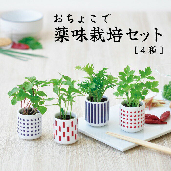 【SALE15%OFF】おちょこで薬味栽培セット 4種 しそ