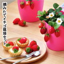 いちご 摘みたてイチゴ 栽培セット かわいい いちご 栽培 ストロベリー 栽培キット 四季なりいちご 食用 観葉植物 インテリア 癒し ヒーリング リラックス ...