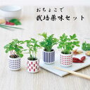 おちょこで薬味栽培セット 3種 しそ 紫蘇 唐辛子 わさび菜 栽培セット かわいい 育てる 栽培 ハーブ 薬味 ガーデニング キット 癒し リラックス 白磁 和...