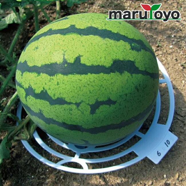 第一ビニール すいかのマット3枚入 ライトブルーのサムネイル