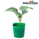 【エントリーでポイント20倍】マルトヨの野菜苗 ブロッコリー ハイツSP 9cmポット苗 [野菜 家庭菜園 初心者 春 秋 趣味 ベジタブル ガーデニング キッ...
