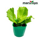 【プレゼント企画中！】マルトヨの野菜苗 レタス 結球レタス シスコ 9cmポット苗 [野菜 家庭菜園 初心者 春 秋 趣味 ベジタブル ガーデニング キッチン 菜園]