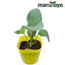 【エントリーでポイント10倍】マルトヨの野菜苗 カリフラワー スノークラウン 9cmポット苗 [野菜 家庭菜園 初心者 春 秋 趣味 ベジタブル ガーデニング ...