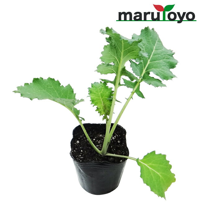 【プレゼント企画中！】マルトヨの野菜苗 ケール 青汁用ケール 9cmポット苗【野菜 家庭菜園 初心者 春 秋 趣味 ベジタブル ガーデニング キッチン 菜園】